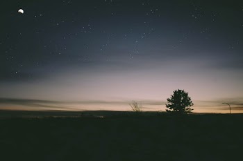 tree silhouette during sunset