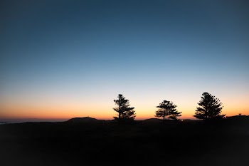 tree silhouette during sunset
