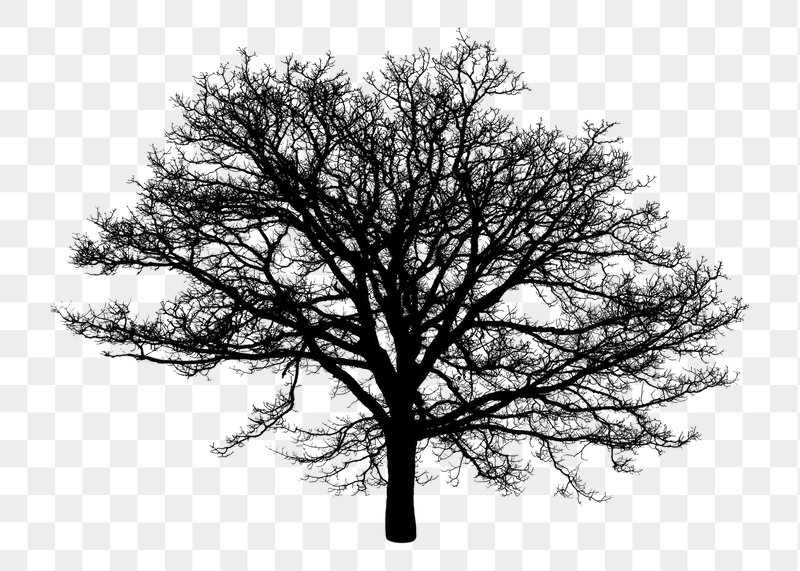 Tree silhouette png sticker, transparent | Free PNG - rawpixel