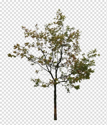 Tree Silhouette , watercolor tree transparent background PNG clipart