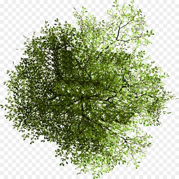 Tree Site plan Architecture - plan 