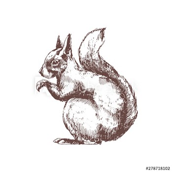 Tree squirrel hand drawn with contour lines on white background