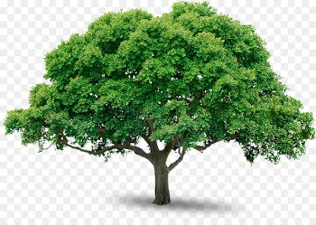 Tree Sticker Business - mango tree 