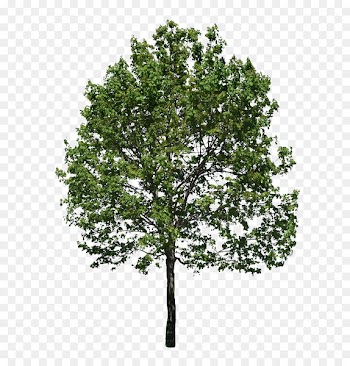 Tree Stock photography Clip art - arbol 