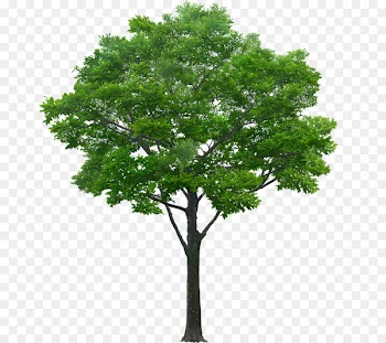 Tree Stock photography Drawing - tree 