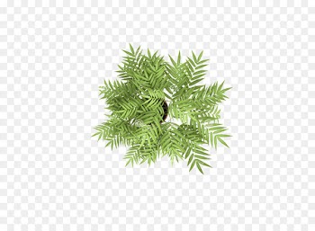 Tree Stock photography Plant - Overlooking the tree flowers 