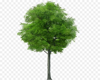 Tree Stock photography Royalty-free stock.xchng Image - tree 