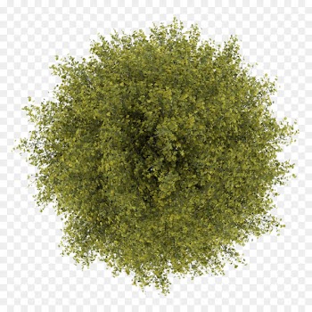 Tree Stock photography Royalty-free - tree top view 