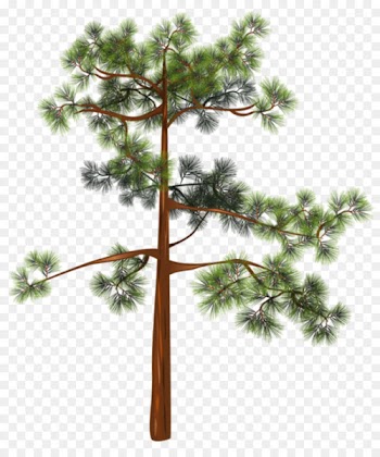 Tree, Stock Photography, Royaltyfree, White Pine PNG
