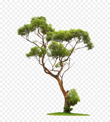 Tree Stock photography - Trees 