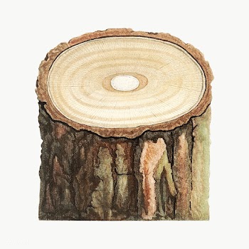 Tree stump | Free stock vector - 573890