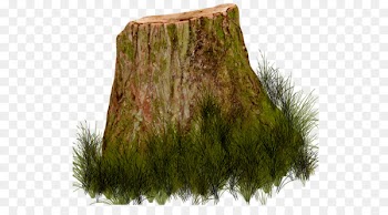 Tree stump Photography Trunk Clip art - center 