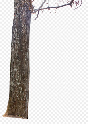 Tree stump Trunk Branch - tree trunk 