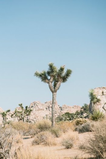 tree surrounded by bush