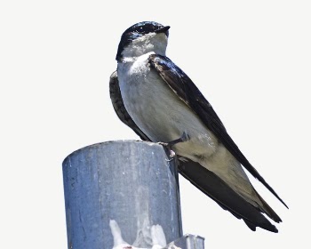 Tree swallow bird collage element | Free PSD - rawpixel
