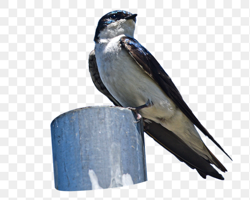 Tree swallow bird png sticker, | Free PNG - rawpixel