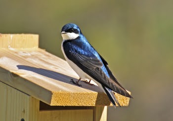 Tree Swallow.JPG