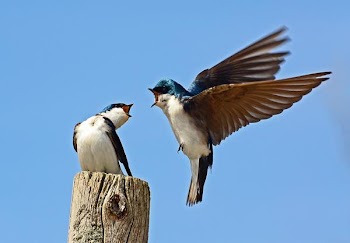 Tree Swallows.jpg
