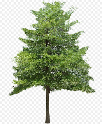 Tree Texture mapping 3D computer graphics Clip art - Free Download Tree Vector Png 