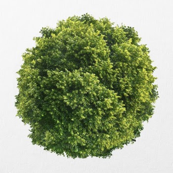 Tree top view isolated on white, | Free Photo - rawpixel