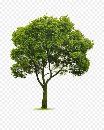 Tree topping Landscaping Garden Pruning - arboles 