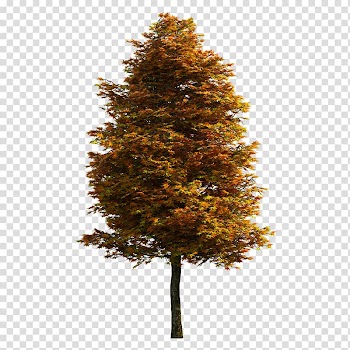 Tree transparent background PNG clipart