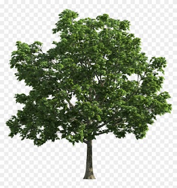 Tree Transparent Png Clip Art - Oak Tree Transparent Background