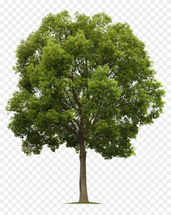 Tree Transparent Png Photo - Trees Png High Quality
