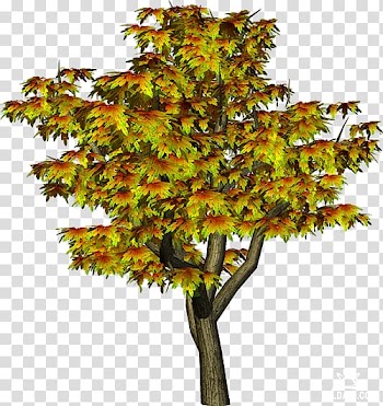 Tree , tree transparent background PNG clipart
