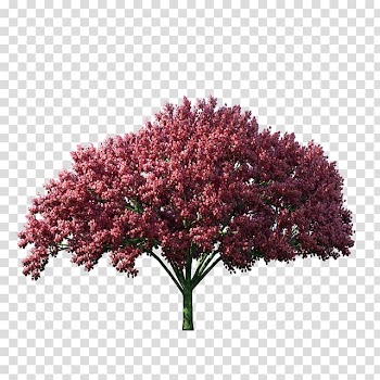 Tree , tree transparent background PNG clipart