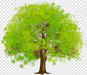 Tree , Tree transparent background PNG clipart