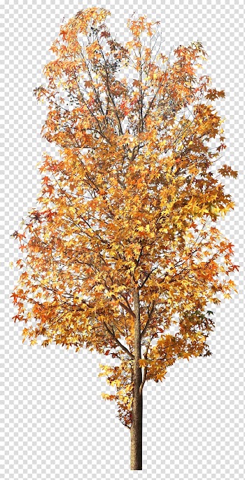 Tree , tree transparent background PNG clipart