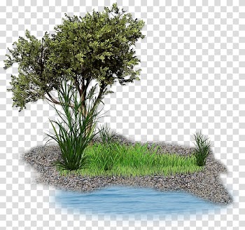 Tree, tree transparent background PNG clipart