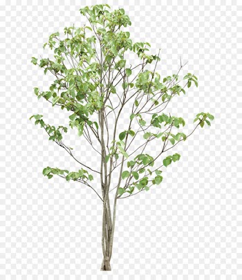 Tree - Trees 