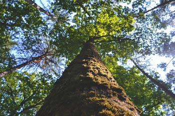 Tree trunk