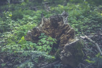 Tree Trunk