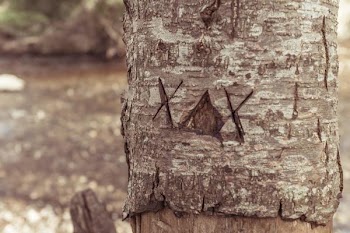         Tree Trunk Engraved Free Photo     