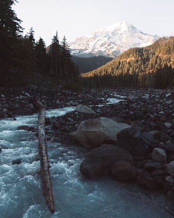 tree trunk on river