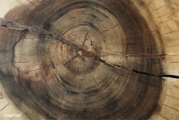 Tree trunk textured background design | Free stock vector - 525164