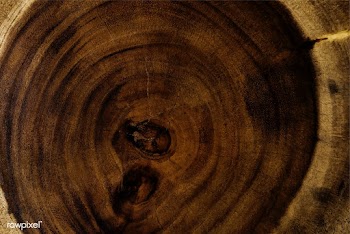 Tree trunk textured background design | Free stock vector - 525209