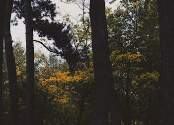 Tree Trunks & Changing Leaves