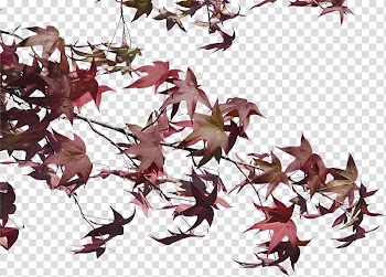 Tree Twig Branch Architecture, tree transparent background PNG clipart
