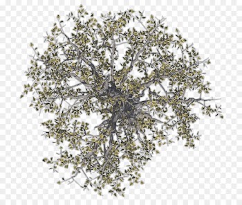 Tree Twig Drawing Birch - Trees 
