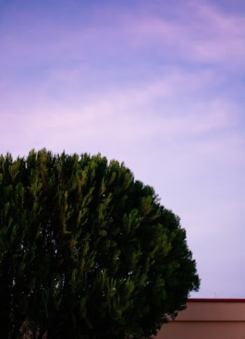 Tree under the sky