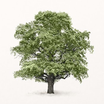 Tree watercolor illustration isolated on white | Free Photo - rawpixel
