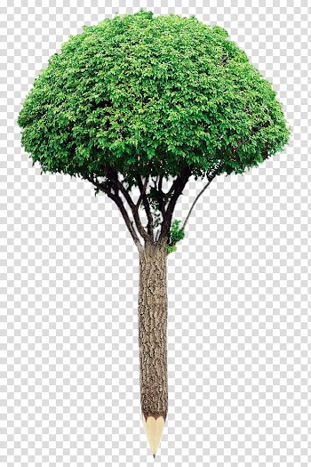 Tree White , Creative pencil tree transparent background PNG clipart