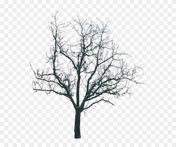 Tree Winter