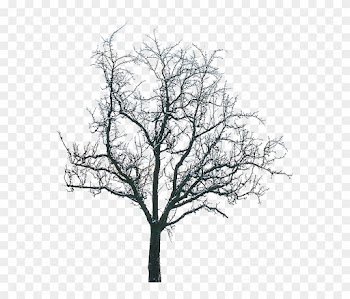 Tree Winter