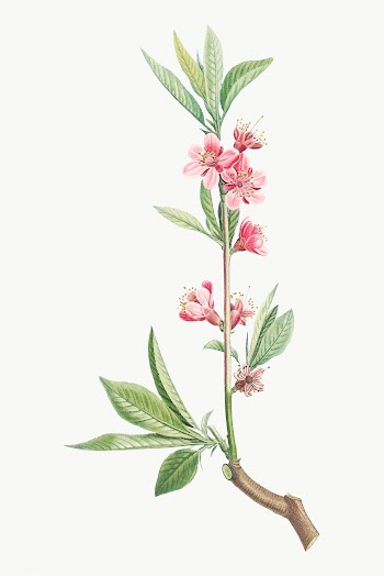 Tree with blooming pink flowers | Free stock vector - 574009