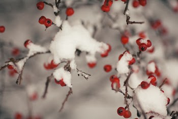 Tree With Fruit Covered With Snow